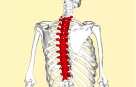 Fisioterapia para dor nas costas – Coluna torácica