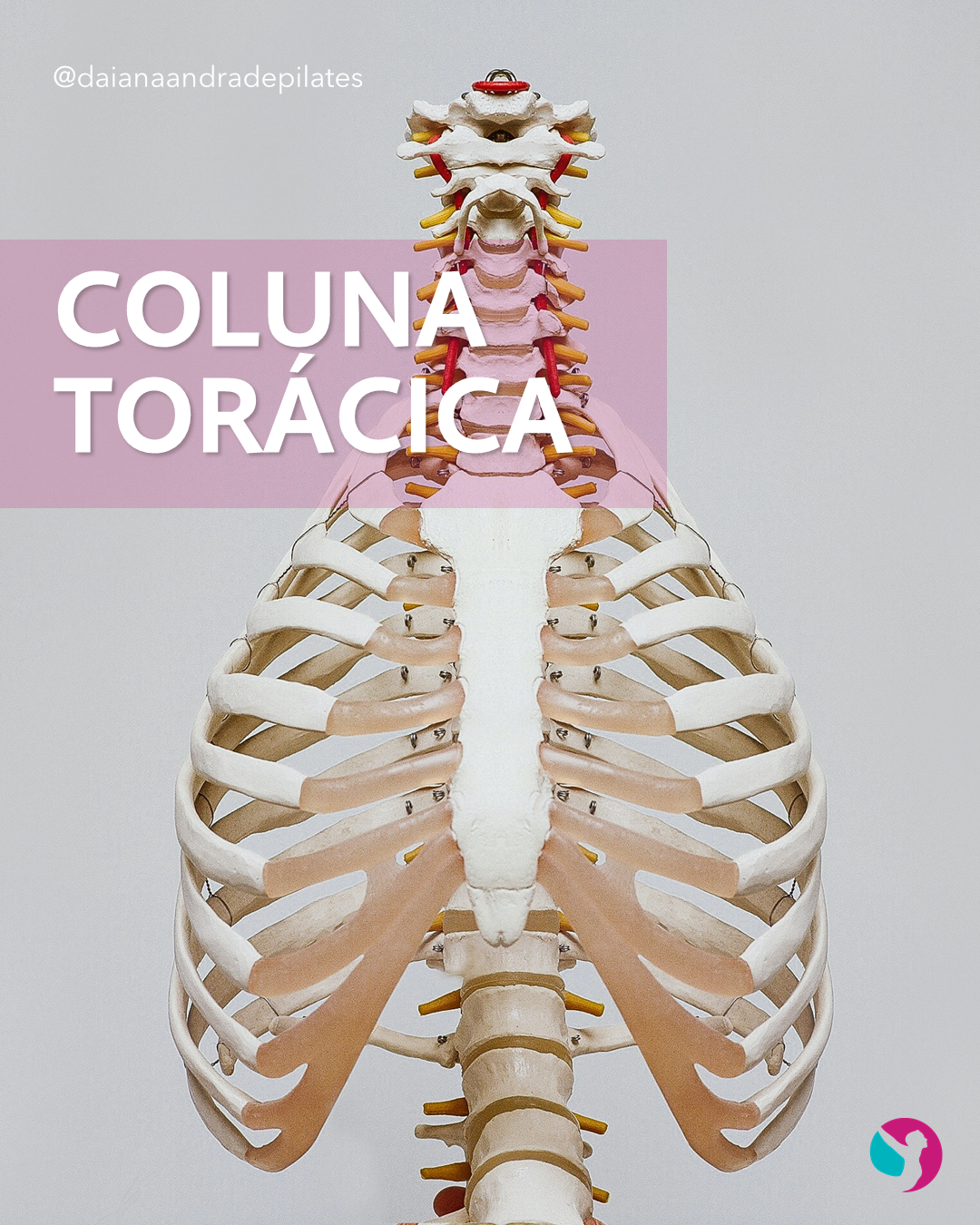 A Coluna Torácica